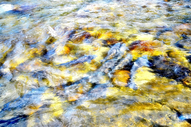 Many fishes were relased by the Animal Released Practice, Ena, Gifu , Japan.