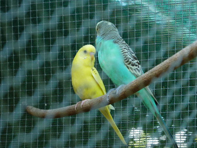 voliere aux oiseaux