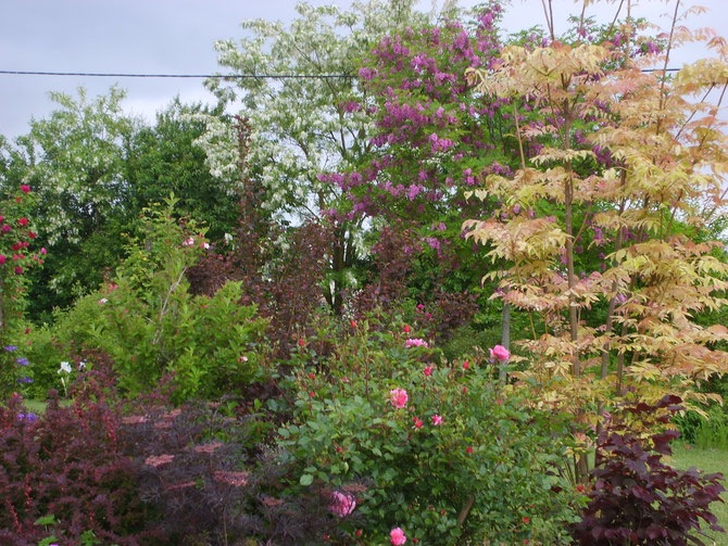 massif pourpre,cédrala,robinia,sureau pourpre