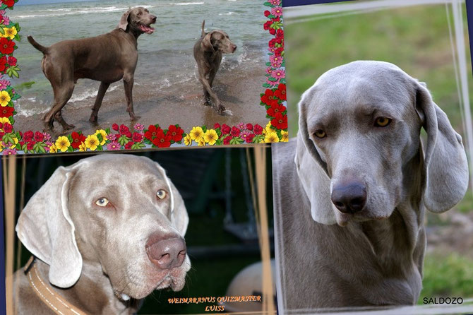 WEIMARANUS QUIZMASTER + CANIS FORTUNA ESTA