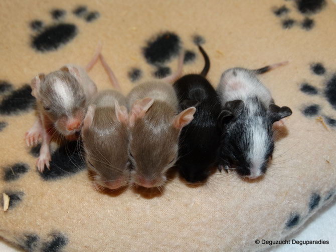 von links: Fridolin, Filou, Finja, Frida & Findus