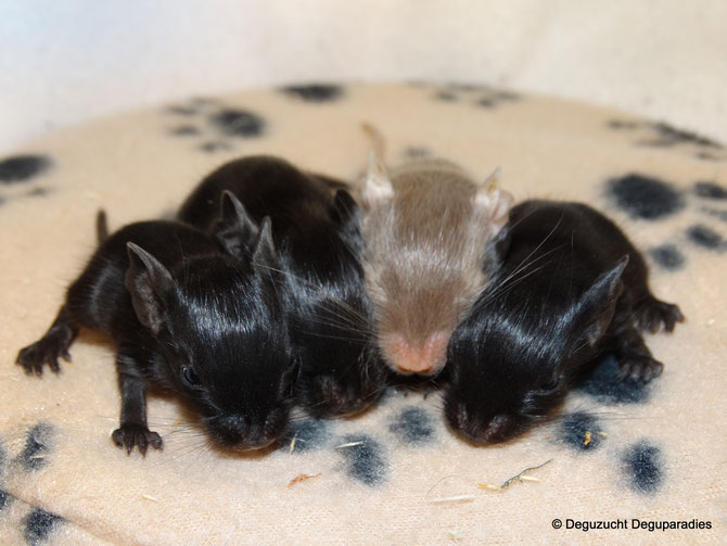 Zwiebelchen, Zorro, Zimtstern, Zara