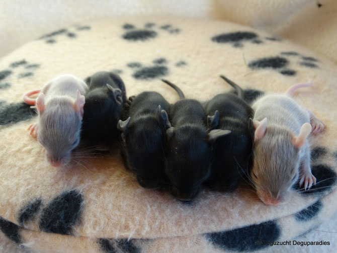 von links: Merlin, Max, Moritz, Mila & Molly