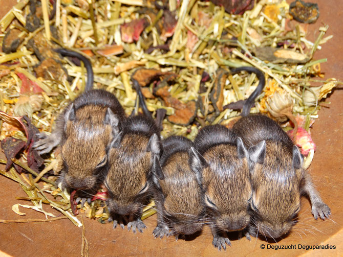 von links: Rabauke, Räuber, Rosa, Ronja & Rapunzel