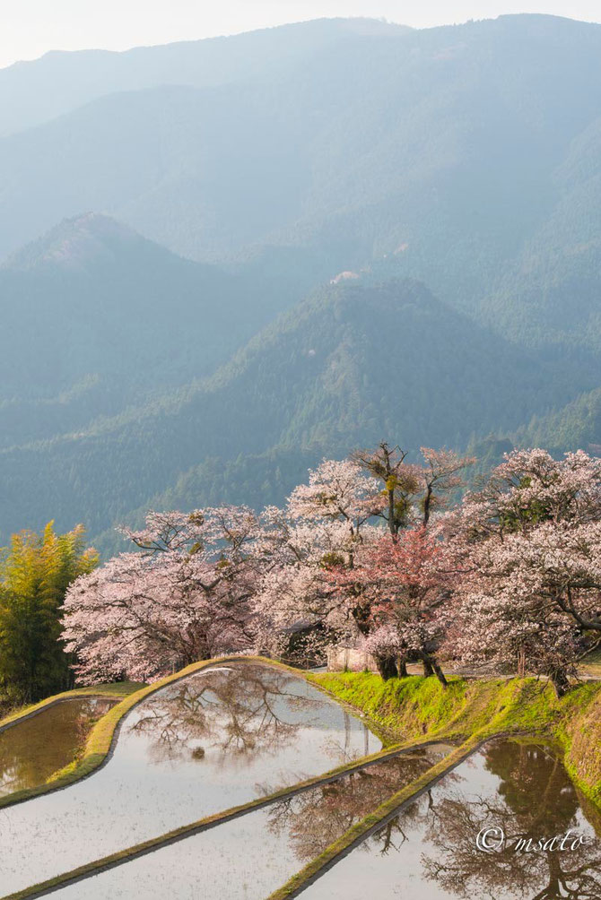 Fotografando sakura pelas províncias de Mie e Nara. Mitake sakura Mie