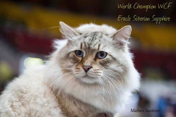 W.Ch.Eracle Siberian Sapphire