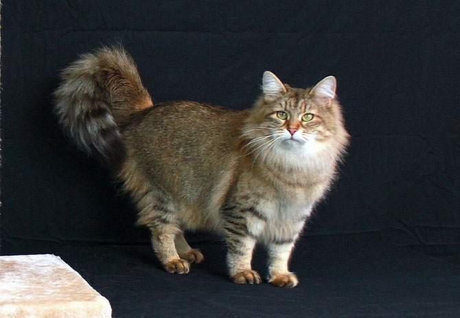 Mya(Fantaghiró)