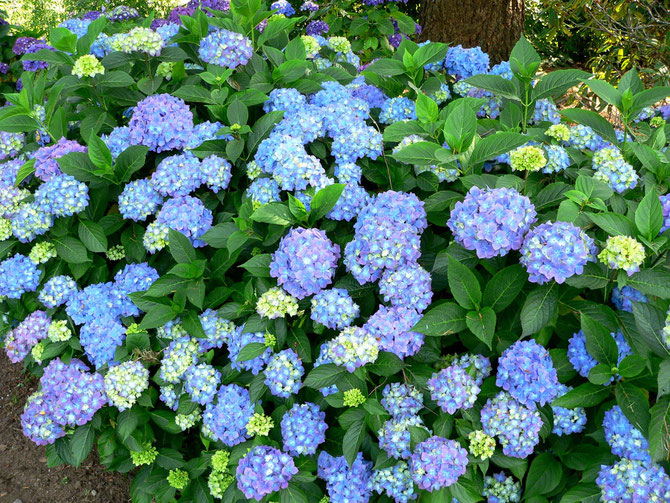 Hydrangea macrophilla Blauer Prinz