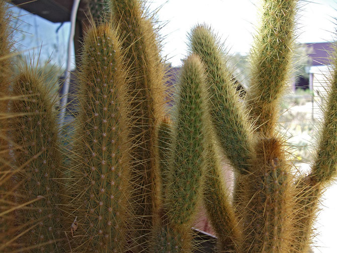 Bergero cactus emory fam. cactacee