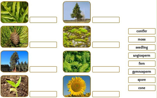 Photosynthesis - Página web de aiclepuntadenamer
