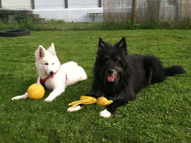 Welpen & Junghunde