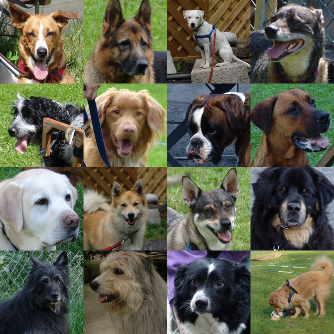Verhaltensberatung & Hundetraining