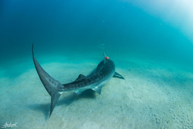 Specialists tags attached to tiger sharks has revealed the apex predator to be surprisingly lazy. Image: Alex Kydd