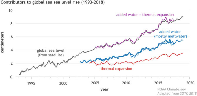 How thermal expansion and melting land ice combine to create sea level rise over time. The black line is observed sea level since the start of the satellite altimeter record in 1993. NOAA Climate.gov