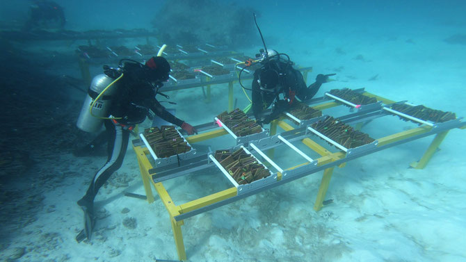 AIMS divers assessing the feasibility of a reef restoration technique called Assisted Gene Flow on the central Great Barrier Reef. Image from www.aims.gov.au