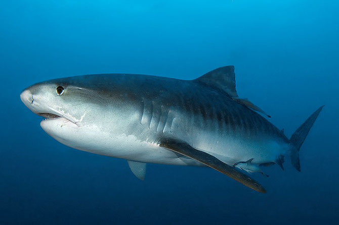 Researchers are discovering more about what tiger sharks eat. Image: Peter Verhoog / Dutch Shark Society