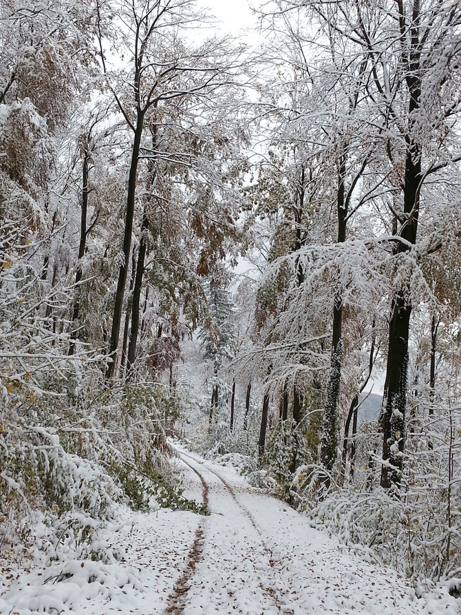 So sah es übrigens letztes Jahr Ende Oktober auf dem Braunenberg aus.