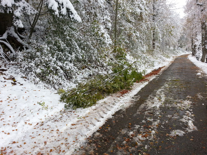 umgestürzter Baum 