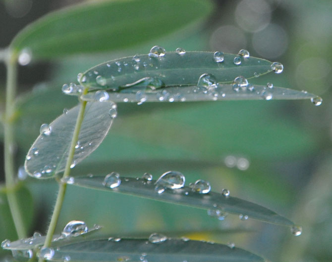 Water beading up on leaves