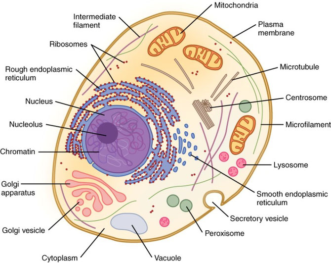 parts of an animal cell and their functions