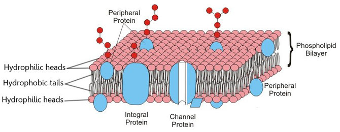 parts of an animal cell and their functions