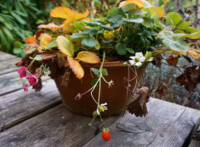 Bild: Erdbeerproduktion im November! by develloppa