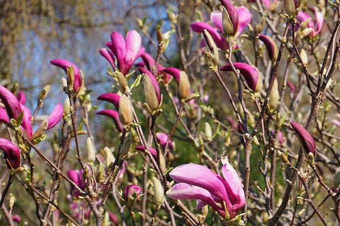 Die Magnolienblüten brechen aus ihrer rauhen Hülle - by develloppa