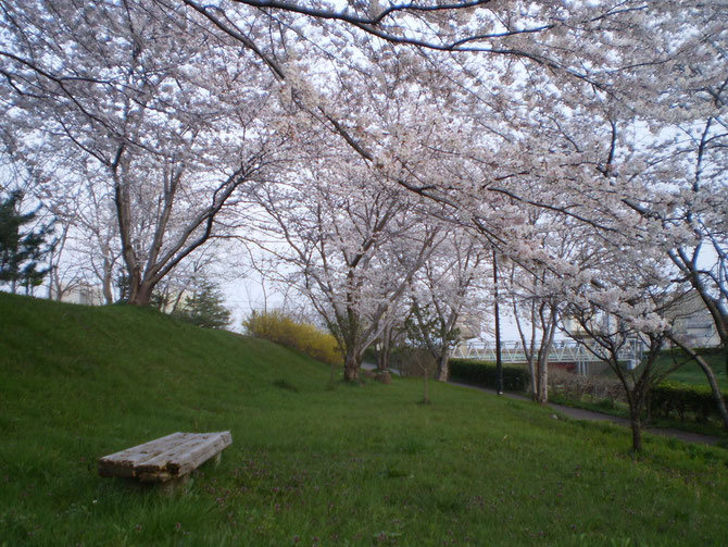 夕刻６時。施設から車で約１分のところにある「新堀川公園」。桜と新緑のコラボレーション。ベンチに座ってのんびり過ごしてみたいなぁ