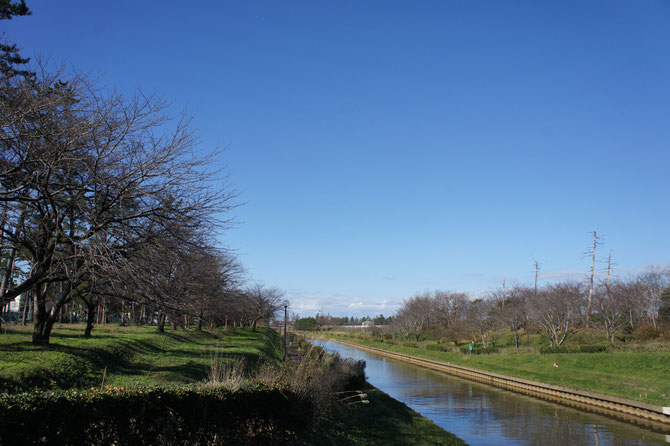 今日の新堀川公園。川の両側を囲む桜の木も、葉っぱをすべて落として「冬モード」。でも、季節外れの陽気にやや、拍子抜け？