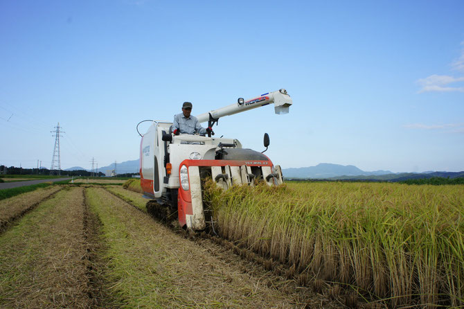 地元・大潟区蜘ケ池（くもがいけ）地区での稲の収穫作業。農家の皆さん、お忙しい中、たいへんありがとうございました