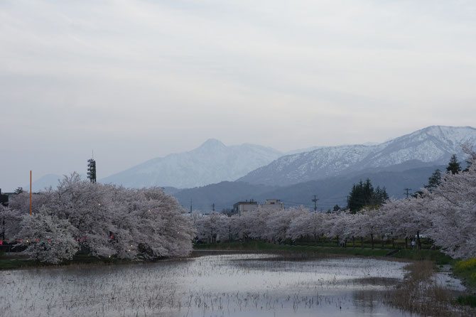 標高2,454ｍ。越後富士とも呼ばれる地元の名峰・妙高山に見守られながら、高田夜桜の開演です