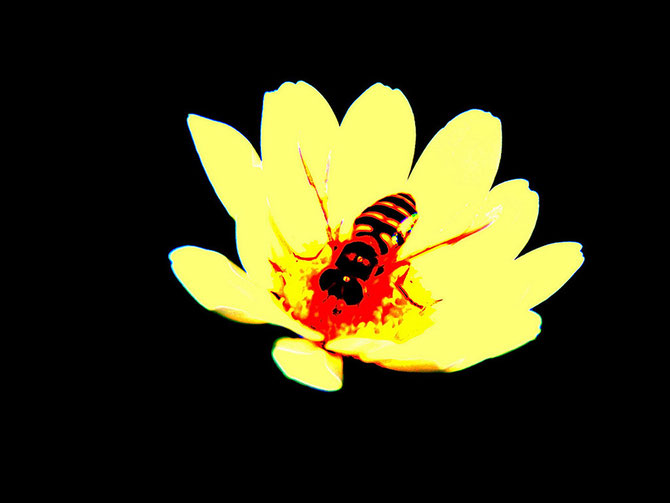 Ape su fiore (2008)