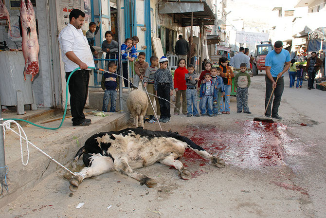 Bambini assistono uccisione mucca a Nablus