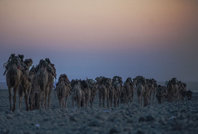 Ahmed Ela, partenza di una carovana di dromedari (Etiopia 2013)