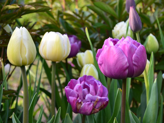 Frühjahrsblühende Blumenzwiebeln jetzt bestellen!