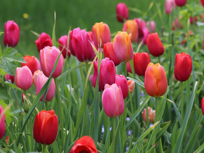 Frühjahrsblühende Blumenzwiebeln