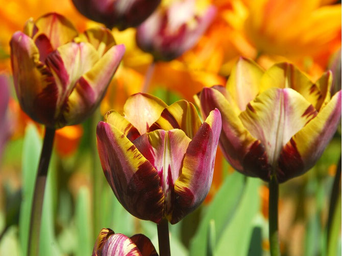 Rembrandt-Tulpen
