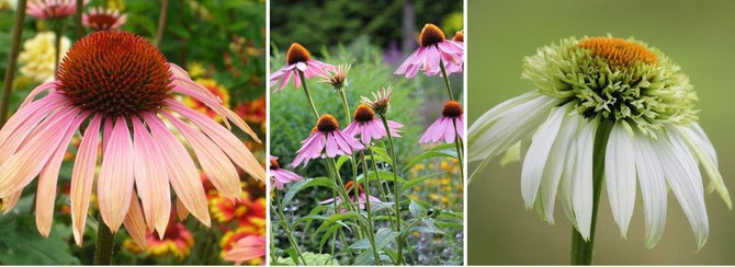 Beratung zu allen Gartenfragen