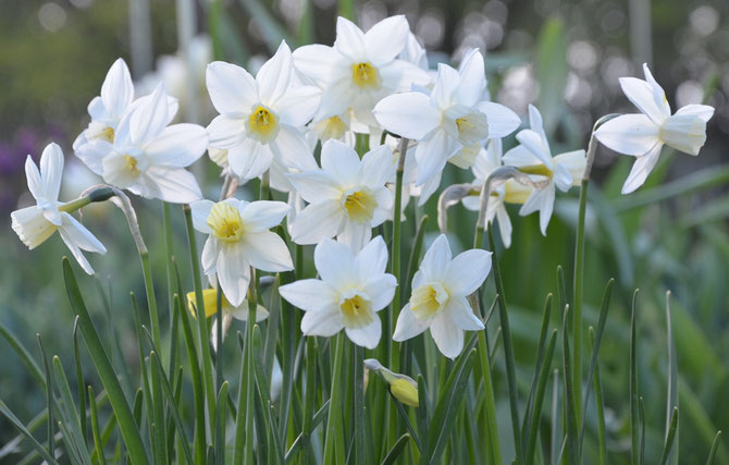 Narcissus 'Sailboat'