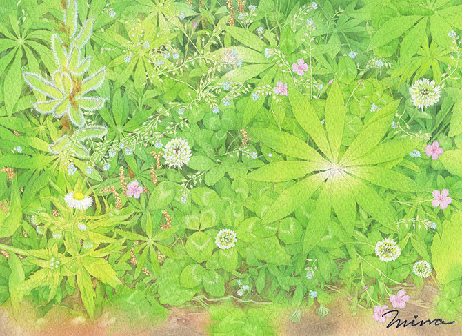 野草の水彩画・春の野草