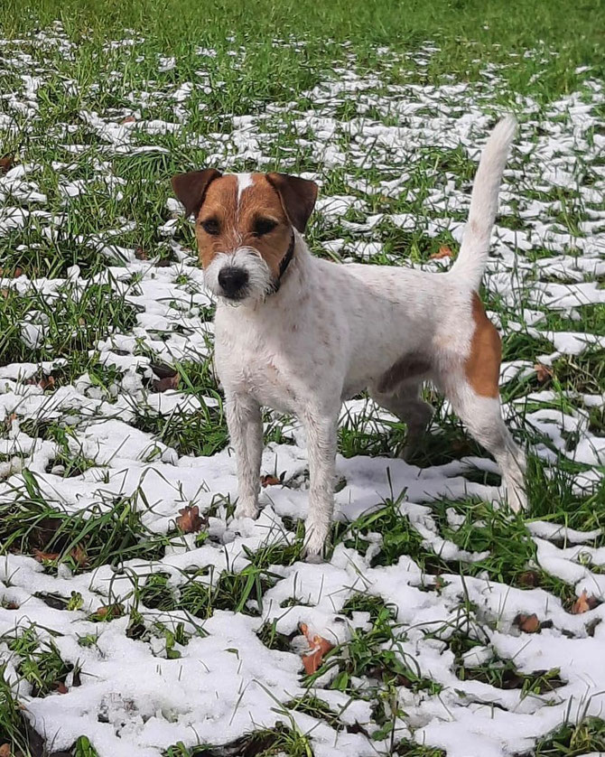 Elmsford Star Tasmo ist der Vater der Welpen.