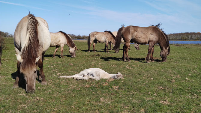 Konik-Wildpferde in der Geltinger Birk