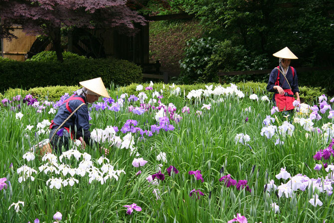 Flower pickers in traditional costumes at Yakushi-ike park in Machida, western Tokyo on June 11, 2012