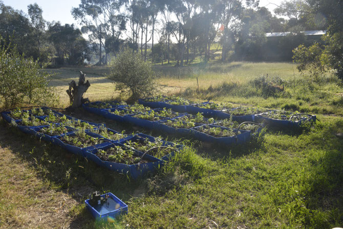 The original Permachar Kitchen Garden (PKG)