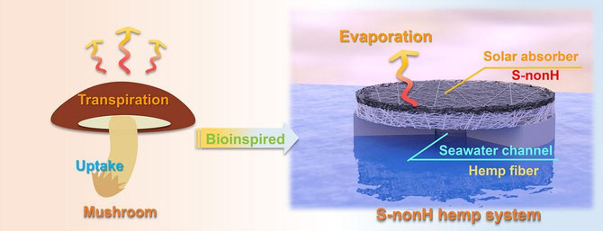 'Innovative mushroom-like hemp-based evaporators enhanced by biochar for efficient seawater desalination', Yi Zhang et al, 2024
