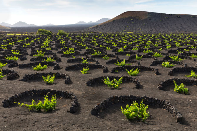 Viticulture on the Canary Islands using cone pits for water conservation dug out of volcanic ash