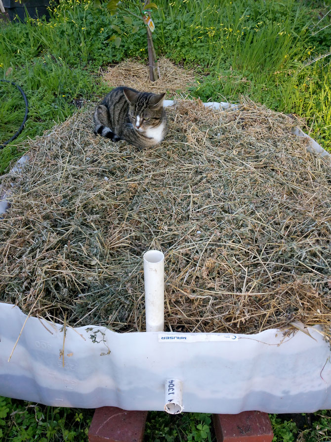 A biochar IBC wicking bed - if the cat loves it, it must be good