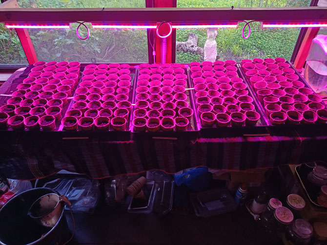 Blue and red lights for germination and growing. Seeds are covered with a thin layer of seed raising mix and the microgreens trays are flooded. Move outside to a shadehouse as soon as germination occurs. Harden up once the seedlings are established