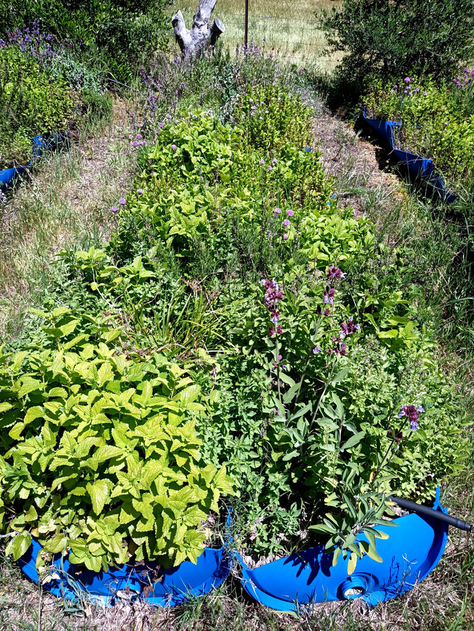 Both types of sage, both types of thyme, oregano, mint, lemon balm and rosemary are thriving 3 years on!!!
