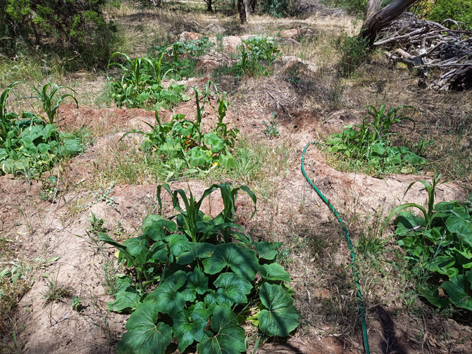 The plants are growing very well now. First photo for Summer, taken on 2/12/21